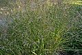 * Nomination Switchgrass, Panicum virgatum, bush with seeds, Jardin des Plantes, Paris.--Jebulon 17:38, 1 November 2011 (UTC) * Promotion Good quality --WhiteWriter 11:21, 9 November 2011 (UTC)