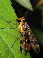 Vorschaubild für Gemeine Skorpionsfliege