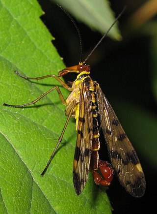 <span class="mw-page-title-main">Endopterygota</span> Superorder of insects