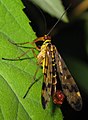 Schorpioenvliegen danken de naam aan de mannetjes die een schorpioenachtige staartpunt hebben, maar niet kunnen steken.