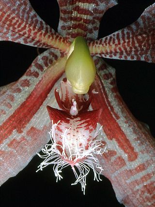 <i>Paphinia herrerae</i> Species of orchid
