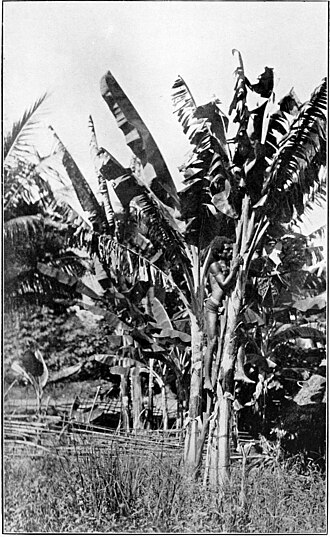 A man climbing a banana palm.