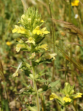 <i>Parentucellia</i> Genus of flowering plants in the broomrape family