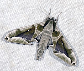 <i>Parum</i> Single-species genus of moths