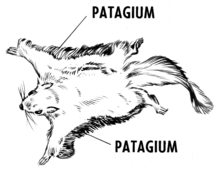 Patagia on a flying squirrel Patagium-flying squirrel-psf.png