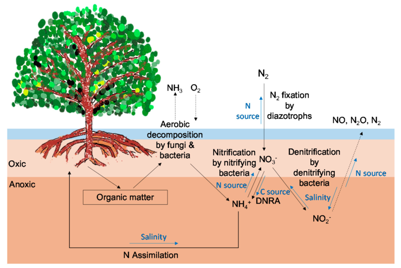 File:Pathways for the nitrogen cycle in mangrove forests.webp