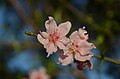 Peach Blossom Close-up