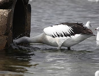 Australian Pelican (Pelecanus conspicillatus), Rickett's Point, Victoria, Australia