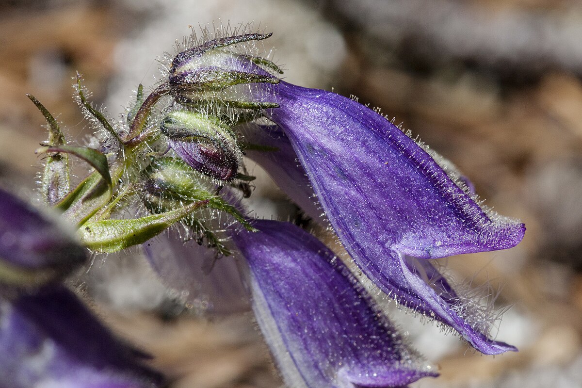 Penstemon Azureus