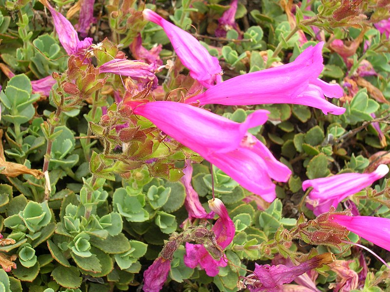 File:Penstemon rupicola (2).jpg