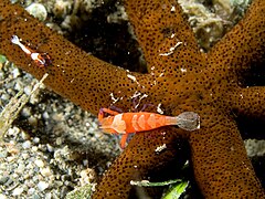 Couple sur une étoile de mer ophidiastéridée.