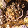 Miniatura per Corythoichthys insularis