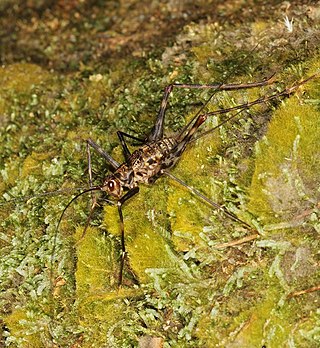 <span class="mw-page-title-main">Mahé boulder cricket</span> Species of cricket-like animal