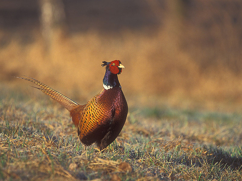 File:Phasianus colchicus 3 tom (Lukasz Lukasik).jpg