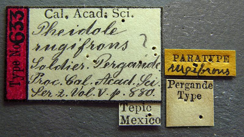 File:Pheidole tepicana castype00633 label 1.jpg