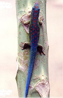 Blue-tailed day gecko Species of lizard