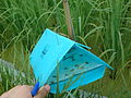 Pheromone insect traps - Amol - Iran 09.jpg