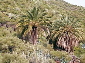 Phoenix canariensis