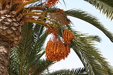 Date palm Phoenix dactylifera Murcia Spain.jpg