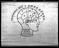 Phrenology; the human and animal brain, the location of its Wellcome L0025619.jpg