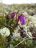 Miniatura para Phyllodoce caerulea