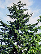 Picea glehnii2.JPG