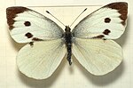 Pieris.brassicae.female.mounted.jpg