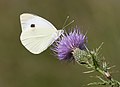 * Nomination A female Large Cabbage White (Pieris brassicae), nectaring on a thistle flower. Çamardı, Niğde - Turkey. --Zcebeci 09:21, 3 August 2015 (UTC) * Promotion Very good --A.Savin 17:05, 5 August 2015 (UTC)