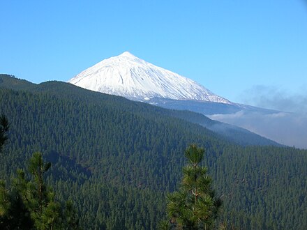 Canarian pine forests of the Corona Forestal Natural Park, with a snow covered Mount Teide in the background.