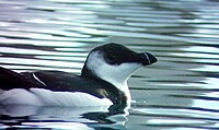 Razorbill, common at sea in winter. Pingouin IMAG0965.jpg