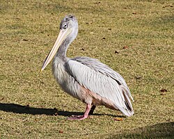 Pink backed pelican side view.jpg