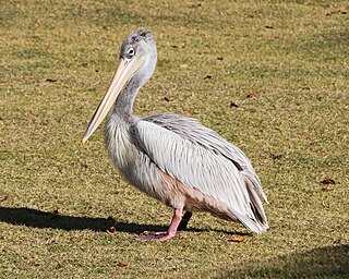 Pink-backed pelican Species of bird