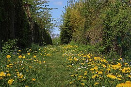 Sentier couvert de pissenlits fleuris au mois d'avril..