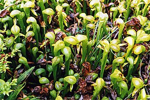 Darlingtonia State Natural Site