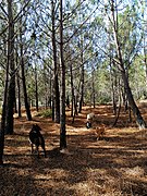 Planícies da Costa Vicentina cobertas de comuns pinheiros-bravos (Pinus pinaster).jpg