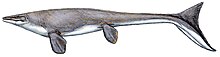 Platecarpus tympaniticus.jpg