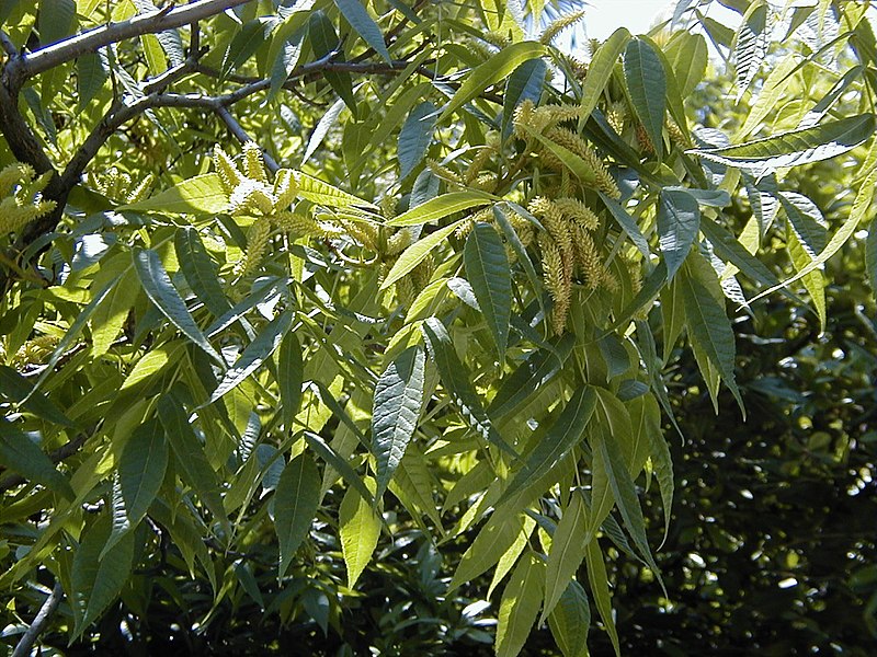 File:Platycarya strobilacea.jpg