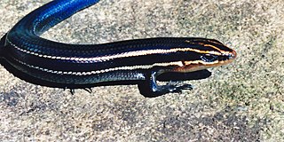 <i>Plestiodon tetragrammus</i> Species of lizard