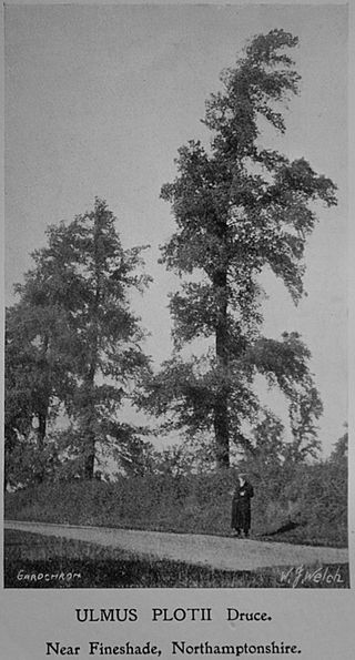 <i>Ulmus minor</i> Plotii Cultivar of the field elm