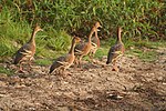 Plumed Whistling Ducks (Dendrocygna eytoni) -5 walking.jpg