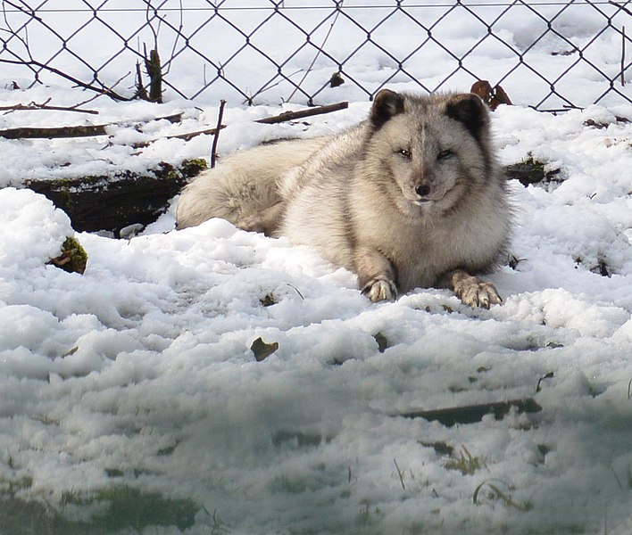 File:Polarfuchs im TierarkHellabrunn (12433817813).jpg