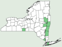 Polygala ambigua NY-dist-map.png