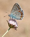 Polyommatus icarus