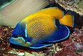 * Nomination Blue-girdled Angelfish; Wilhelma, Stuttgart --Llez 12:10, 25 October 2023 (UTC) * Promotion  Support Good quality. --Giles Laurent 06:47, 26 October 2023 (UTC)