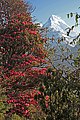 Poon Hill-88-Ghorepani-Rhododendron-2013-gje.jpg
