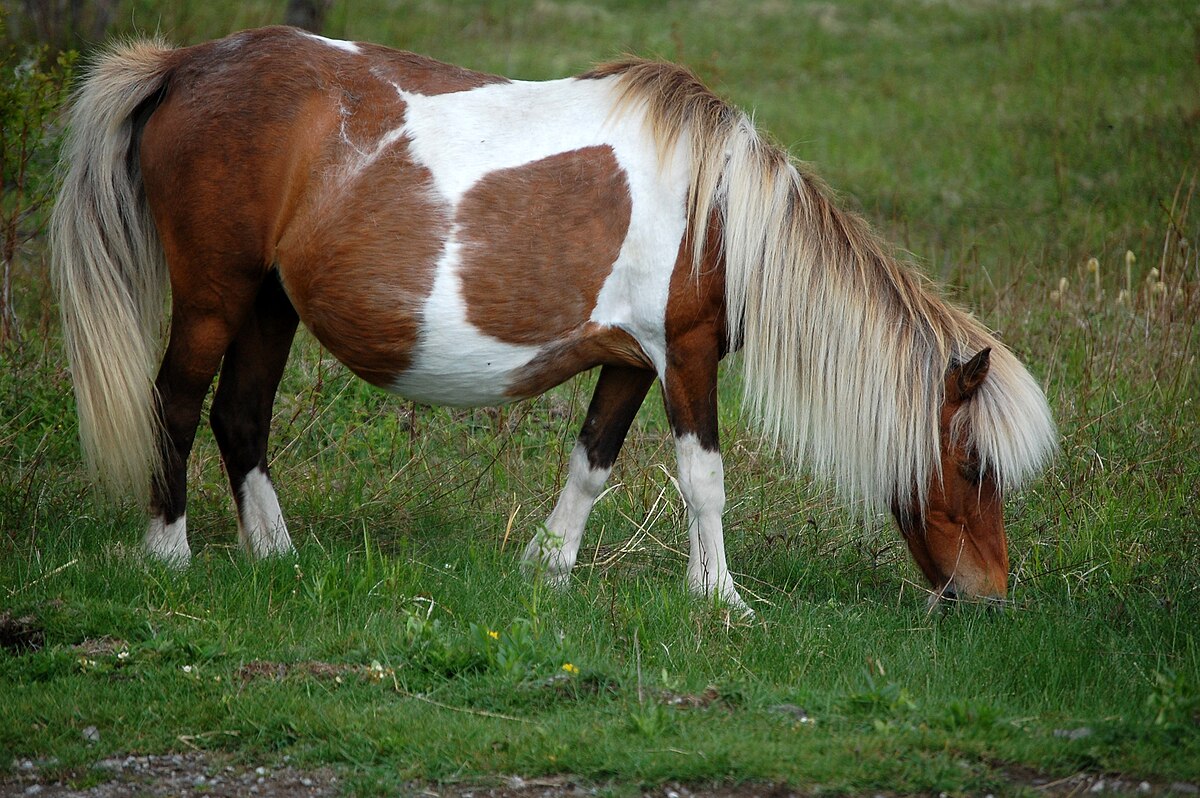 poney — Wiktionnaire, le dictionnaire libre