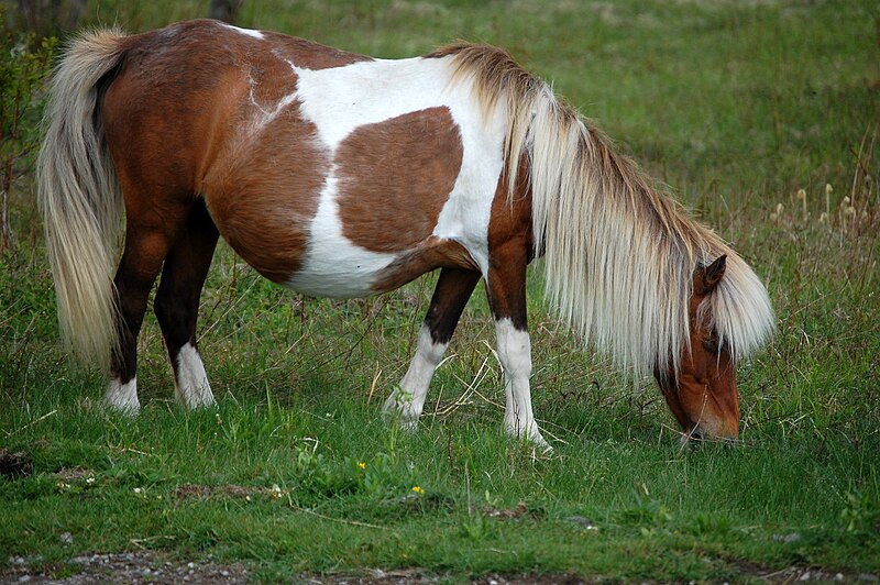 File:Pregnant Pony.jpg