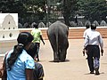 Preparing for Kandy Perahera