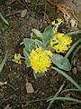 Primula auricula