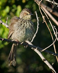 Prinia Maculosa